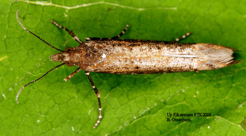 L�ngsstreckad h�stmal Ypsolopha ustella
