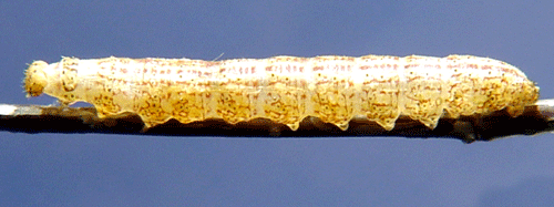 Brunaktigt tofsfly Zanclognatha lunalis