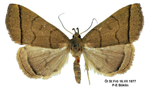 Gulgrått tofsfly Herminia tarsipennalis