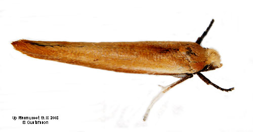 Askbrunmal Zelleria hepariella