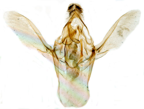 Krusbärsmott Zophodia grossulariella