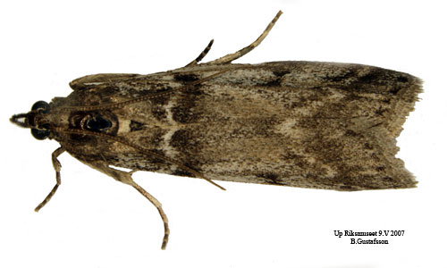 Krusb�rsmott Zophodia grossulariella