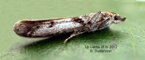 Krusbärsmott Zophodia grossulariella