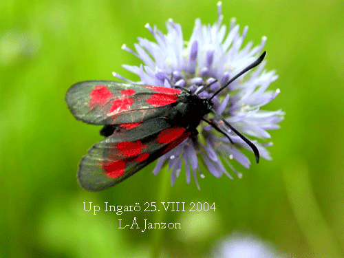 Liten bastardsv�rmare Zygaena viciae